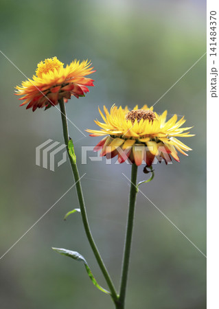 花壇に咲いた黄色のムギワラギク 141484370