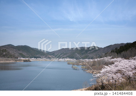 湖畔を彩る満開の桜と春の山々 土師ダム・八千代湖 湖畔を彩る満開の桜と春の山々 土師ダム・八千代湖 141484408