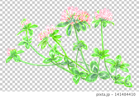 紅色三葉草(白三葉草/Trifolium pratense) 紅色三葉草(白三葉草/Trifolium pratense) 141484410