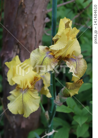 春の庭に咲く黄色いジャーマンアイリスの花 春の庭に咲く黄色いジャーマンアイリスの花 141484610