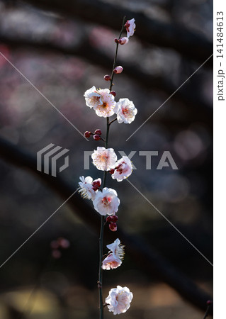 春を告げる花　ウメ 141484613