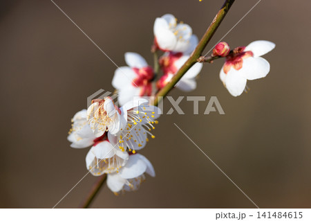 春を告げる花 ウメ 春を告げる花 ウメ 141484615