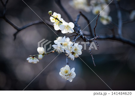 春を告げる花 ウメ 春を告げる花 ウメ 141484620