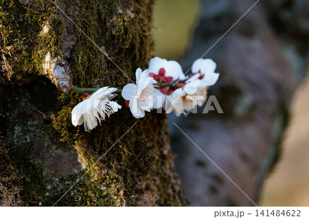春を告げる花 ウメ 春を告げる花 ウメ 141484622