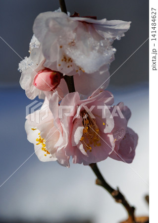 春を告げる花 ウメ 春を告げる花 ウメ 141484627