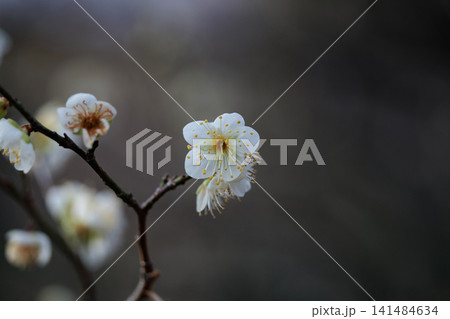 春を告げる花 ウメ 春を告げる花 ウメ 141484634