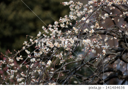 春を告げる花 ウメ 春を告げる花 ウメ 141484636