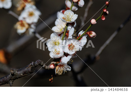 春を告げる花 ウメ 春を告げる花 ウメ 141484638