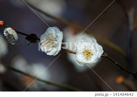 春を告げる花 ウメ 春を告げる花 ウメ 141484642