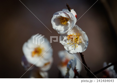 春を告げる花 ウメ 春を告げる花 ウメ 141484643