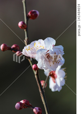 春を告げる花　ウメ 141484654