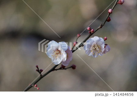 春を告げる花 ウメ 春を告げる花 ウメ 141484656