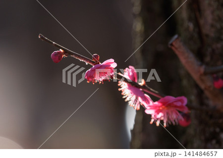 春を告げる花 ウメ 春を告げる花 ウメ 141484657