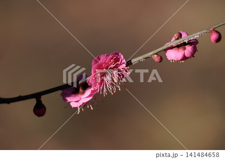 春を告げる花　ウメ 141484658