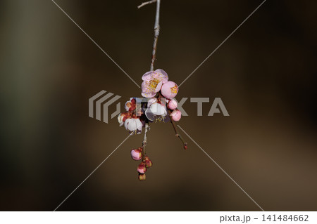 春を告げる花 ウメ 春を告げる花 ウメ 141484662