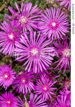 キクのような花を咲かせるマツバギク(松葉菊) キクのような花を咲かせるマツバギク(松葉菊) 141484978
