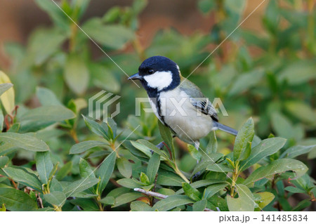 胸のネクタイが可愛らしい身近な野鳥 シジュウカラ 胸のネクタイが可愛らしい身近な野鳥 シジュウカラ 141485834