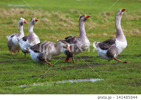 Geese graze on a green meadow. A flock of domestic geese walks one after another across the field. Geese graze on a green meadow. A flock of domestic geese walks one after another across the field. 141485844