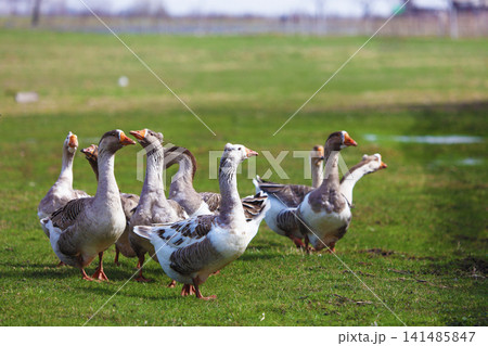 A flock of geese is grazing on a green meadow. The geese are walking together one after another. A flock of geese is grazing on a green meadow. The geese are walking together one after another. 141485847