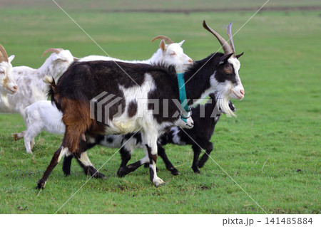 A herd of goats is grazing on a green meadow of different colors. They are grazing on a green meadow. They are eating grass and running around the field. A herd of goats is grazing on a green meadow of different colors. They are grazing on a green meadow. They are eating grass and running around the field. 141485884