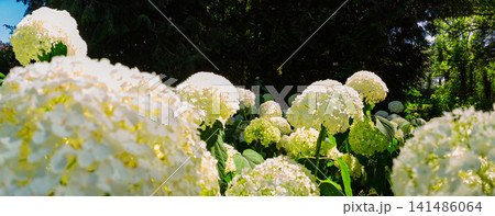 White Hydrangea Flowers in Sunlit Garden With Lush Green Leaves and Dark Woodland Backdrop White Hydrangea Flowers in Sunlit Garden With Lush Green Leaves and Dark Woodland Backdrop 141486064