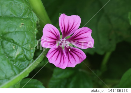 春の庭に咲く赤紫色のウスベニアオイ(コモンマロウ)の花 春の庭に咲く赤紫色のウスベニアオイ(コモンマロウ)の花 141486158