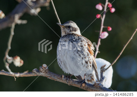 夏になって渡りで姿を消すと鳴き声が聞こえなくなることからツグミの名が付いた冬鳥 141486285