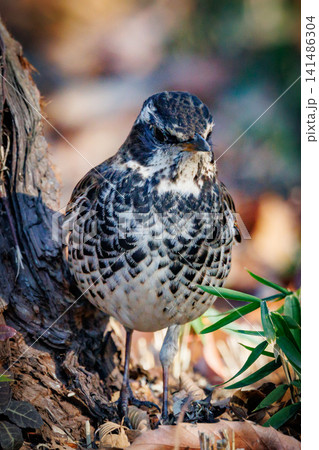 夏になって渡りで姿を消すと鳴き声が聞こえなくなることからツグミの名が付いた冬鳥 夏になって渡りで姿を消すと鳴き声が聞こえなくなることからツグミの名が付いた冬鳥 141486304