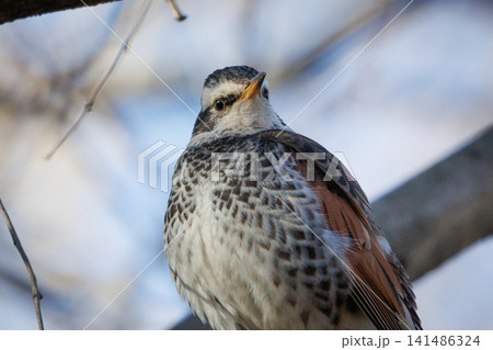 夏になって渡りで姿を消すと鳴き声が聞こえなくなることからツグミの名が付いた冬鳥 夏になって渡りで姿を消すと鳴き声が聞こえなくなることからツグミの名が付いた冬鳥 141486324