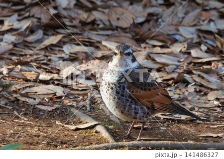 夏になって渡りで姿を消すと鳴き声が聞こえなくなることからツグミの名が付いた冬鳥 夏になって渡りで姿を消すと鳴き声が聞こえなくなることからツグミの名が付いた冬鳥 141486327