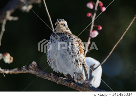 夏になって渡りで姿を消すと鳴き声が聞こえなくなることからツグミの名が付いた冬鳥 夏になって渡りで姿を消すと鳴き声が聞こえなくなることからツグミの名が付いた冬鳥 141486334