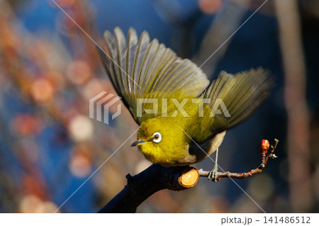 ウグイスと間違われる緑色の綺麗な体と白い眼鏡が特徴の鳥メジロ 141486512