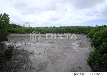 干潮時の沖縄の湖　漫湖 141486560