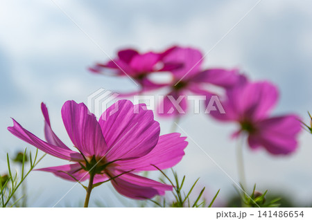 秋の逆光に透けるコスモスの花 141486654