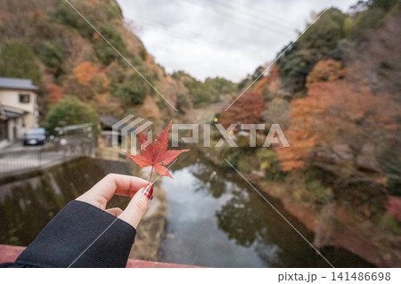 色鮮やかな紅葉を背景に秋の訪れを感じる手元の落ち葉の風景 色鮮やかな紅葉を背景に秋の訪れを感じる手元の落ち葉の風景 141486698