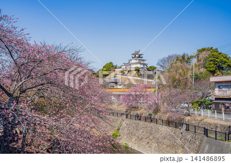 掛川市の掛川城周辺の逆川沿いに咲く掛川桜の風景(静岡県) 掛川市の掛川城周辺の逆川沿いに咲く掛川桜の風景(静岡県) 141486895