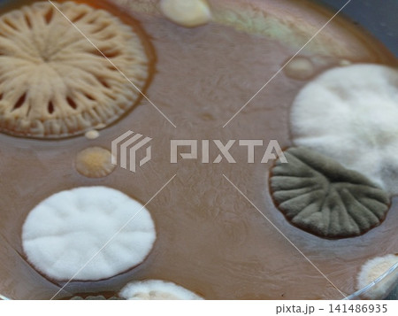 シャーレに飛び込んだ落下細菌 シャーレに飛び込んだ落下細菌 141486935