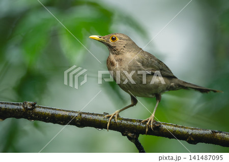 Ecuadorian thrush watches camera from wet branch Ecuadorian thrush watches camera from wet branch 141487095