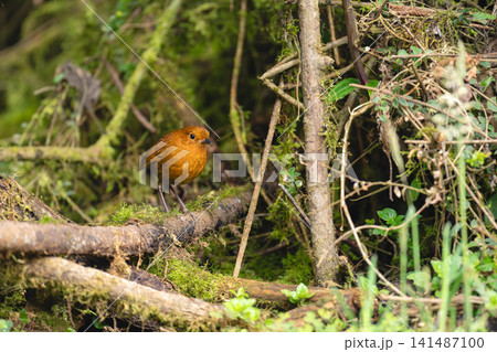 Equatorial antpitta on fallen branch in jungle Equatorial antpitta on fallen branch in jungle 141487100