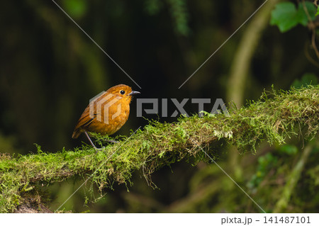 Equatorial antpitta on mossy branch in jungle Equatorial antpitta on mossy branch in jungle 141487101