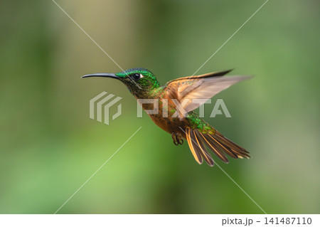 Fawn-breasted brilliant flying against green bokeh background Fawn-breasted brilliant flying against green bokeh background 141487110