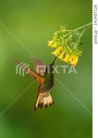 Fawn-breasted brilliant hovers under yellow flower feeding 141487126