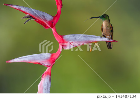 Fawn-breasted brilliant on heliconia sticks tongue out 141487134