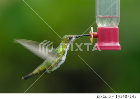 Female black-throated mango hovers drinking from feeder Female black-throated mango hovers drinking from feeder 141487145