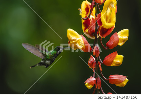 Female green thorntail hovers drinking from flower Female green thorntail hovers drinking from flower 141487150