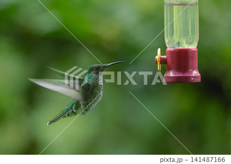 Female white-necked jacobin flaps wings by feeder Female white-necked jacobin flaps wings by feeder 141487166