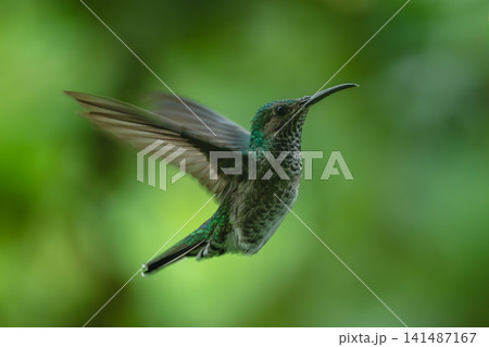 Female white-necked jacobin hovers against green background 141487167
