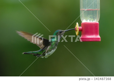Female white-necked jacobin hovers at feeder drinking 141487168