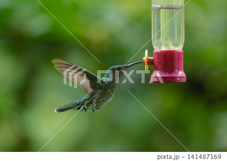 Female white-necked jacobin hovers by feeder drinking 141487169