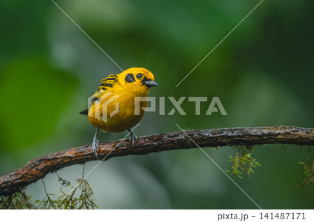 Golden tanager cocks head on wet branch Golden tanager cocks head on wet branch 141487171